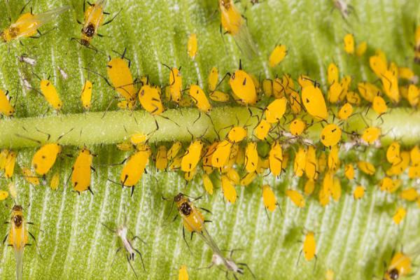 Chemical Pesticide Thiamethoxam Killing Aphids insecticide effective to rice