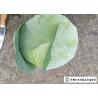 Buy cheap Clean Flat Head Cabbage Low Calories Contains Small Micronutrient No Stain from wholesalers