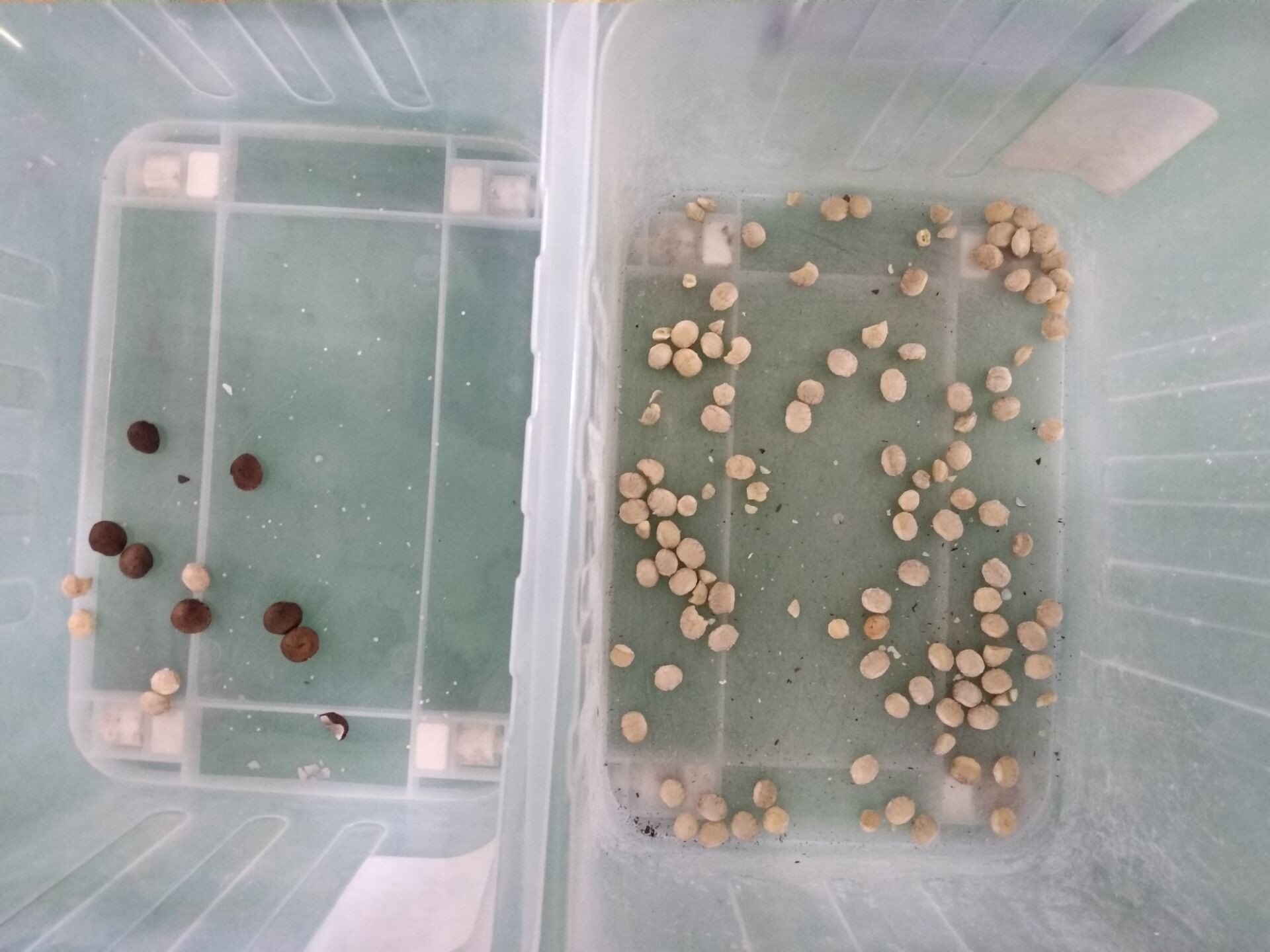 4T/H Sacha Inchi Bean Sorting Machine with high sorting accuracy