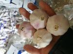 Garlic to Senegal