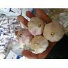 Buy cheap Garlic to Senegal from wholesalers