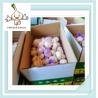 Buy cheap 2016 crop Chinese fresh normal white /red garlic high quality from wholesalers