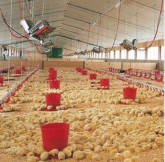 Infrared Chicken Poultry Farm Brooder Heater Manual Heating System THD6806 5000pa