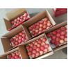 Buy cheap Round Farm Fresh Apples from wholesalers