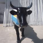 Fiberglass Life Size Animal Statues Garden Painted Cow Sculptures For Mall