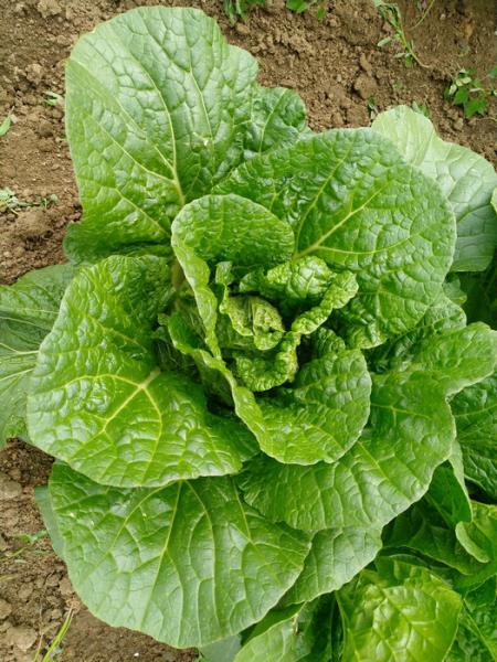 Buy cheap Rich Nutrients Raw Green Cabbage / Chinese Green Cabbage Japan Standard from wholesalers