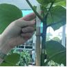 Buy cheap 250cm Raw Bamboo Poles Bamboo Stakes For Decoration Plant from wholesalers
