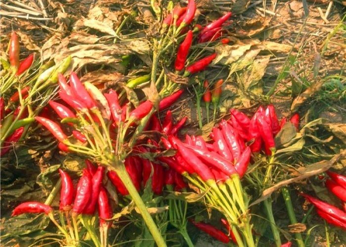 NO Pigment Spicy Dried Chiles Steam Sterilized Chili Pods For Tamales