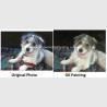 Buy cheap Pet Custom Oil Painting Portraits Personalized Dog Portrait Painting Unique Gift from wholesalers