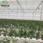 Green Leaves Vegetables Wide Span Agricultural Greenhouse with Customized