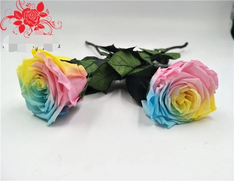 High-quality fresh preserved flowers ecuador long stem preserved rose wholesale gift