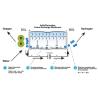 Buy cheap H2 Cell Hydrogen Gas Electrolysis Cell for Machinery Repair Shops PEM Technology from wholesalers