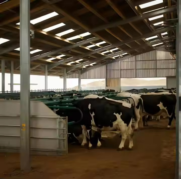 Light Steel Structure Cow Shed Barn , Prefabricated Steel Dairy Barns