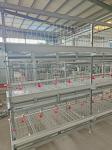 Layer Chicken Cage And Water System For 10000 Birds Poultry Farm House Equipment