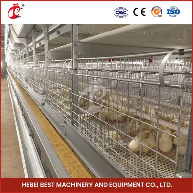 Customization 120 Birds Automatic Poultry Brooding Cage System For Pullet Chicks Sandy