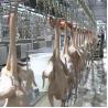 Buy cheap 300-500BPH Automatic Poultry Slaughterhouse Chicken Slaughtering Machine from wholesalers