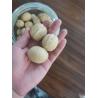 Buy cheap Wholesale Walnuts in shell all natural product good quality supplier walnuts for sale from wholesalers