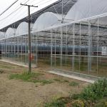 Hot Sale Poly Tunnel Agricultural Multi-span Plastic Film Blueberry Greenhouse
