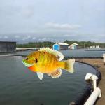 Sample Freely LLDPE Geomembrane Liners for Aquaculture in Black White Green Blue