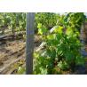 Buy cheap 8ft Galvanised H Hole Type 2mm Vineyard Trellis Posts from wholesalers