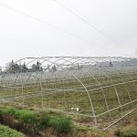 Sample Tunnel Plastic Greenhouse / Plastic Vegetable Single Span Greenhouse