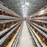 Buy cheap Q235A Galvanized Steel Layer Chicken Cage from wholesalers