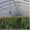 Buy cheap Film Cover Material Agriculture Tunnel Greenhouse Solution for Large Crop Production from wholesalers