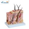 Buy cheap Medium Sized Human Anatomical Model Skin Model Anatomy Magnification 70 Times from wholesalers