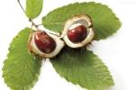Horse Chestnut Extracts Aescin 20%, natural pharmaceutical ingredients, 98% pure