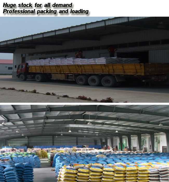High Protein Content Rice Protein Powder Feed Grade With Yellowish Colour
