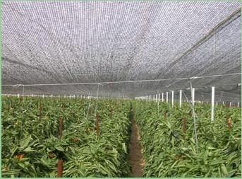Buy cheap Hdpe Raschel Knitted Sun Shade Netting For Greenhouse , Horticulture from wholesalers