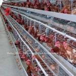 4 Tiers High Hardness Layer Chicken Battery Cages Metal Wire With Water Tank