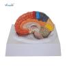 Buy cheap Medical Science Human Brain Anatomy Model 3D Human Anatomical Teaching Model from wholesalers