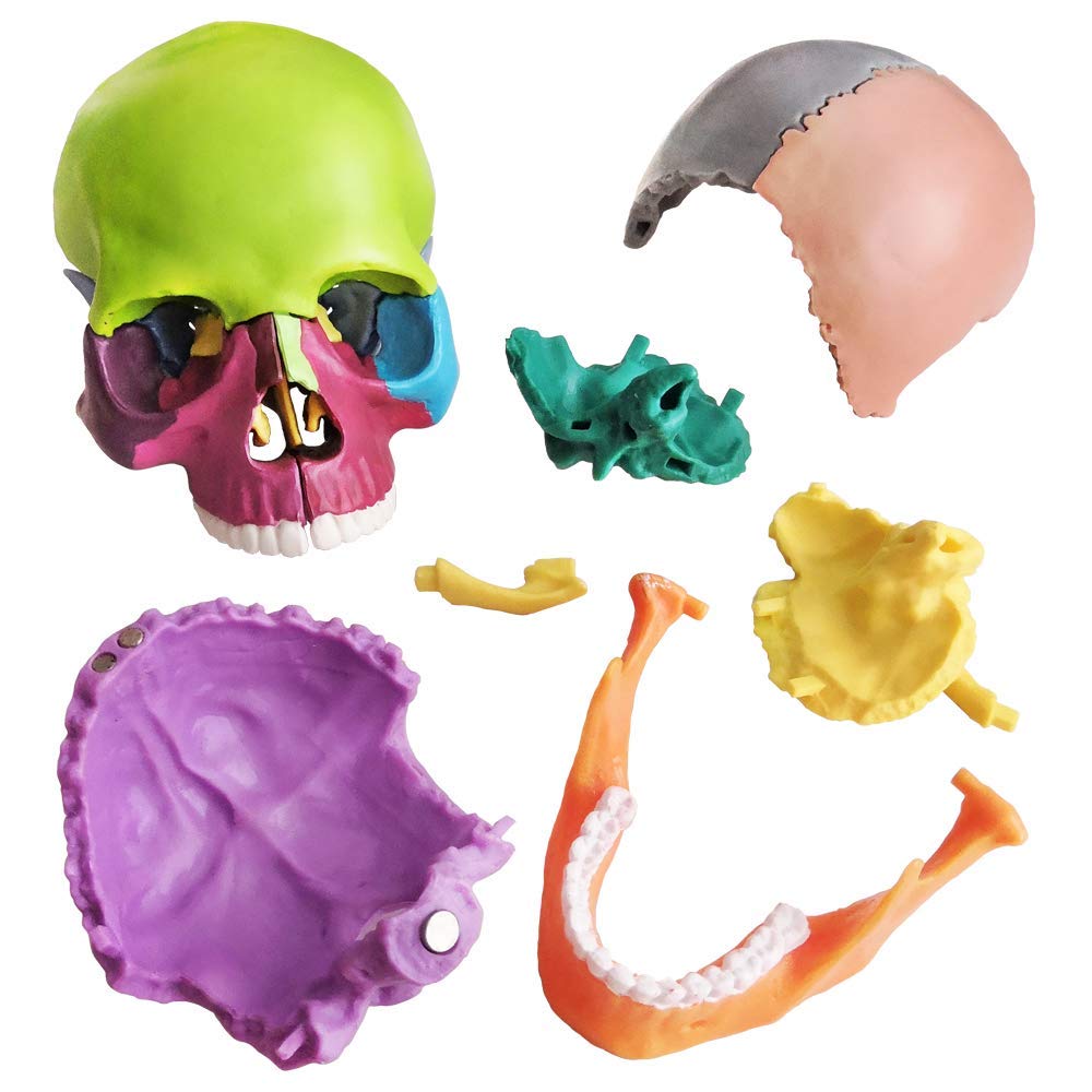 Verisimilitude Accurate Color Flexible Medical Dental Clinic Teaching Equipment 15 Pieces Exploded Head Bone Model