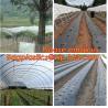 Buy cheap 100% new LDPE green house plastic clear covering film,anti drip tomato Hydroponics agricultural plastic film from wholesalers