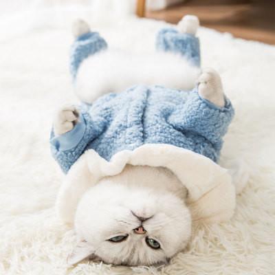 Buy cheap Warm Cats Wearing Clothes Environment Friendly Bunny Ears Hoodie Pullover Design from wholesalers