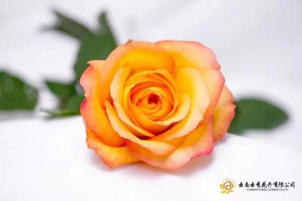 Buy cheap Fresh Flower Accurate Focusight Inspection Machine from wholesalers