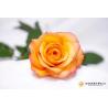 Buy cheap Flower Detection Vision Inspection Equipment Fully Automatic from wholesalers