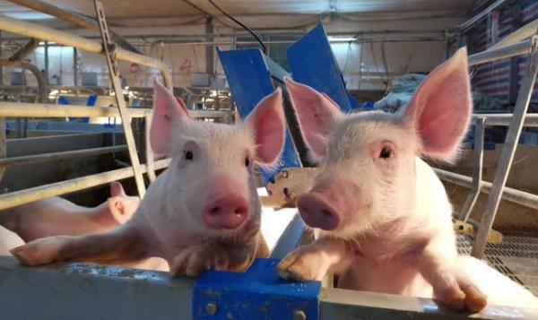 Buy cheap 1000Cows Livestock Farming Equipment Farm Machinery Galvanized from wholesalers