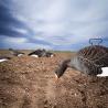 Buy cheap Silhouette Specklebelly Goose Hunting Decoy Custom Plastic Anti Reflective PP Goose Decoy from wholesalers