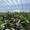 Buy cheap Commercial Hydroponic Greenhouse for Cucumber Planting Heating Method Temporary Heating from wholesalers