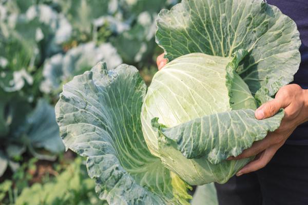 Buy cheap Organic Farm Insecticide bio pesticide manufacturers for Sustainable and Natural Pest Management from wholesalers