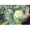 Buy cheap Organic Farm Insecticide bio pesticide manufacturers for Sustainable and Natural Pest Management from wholesalers