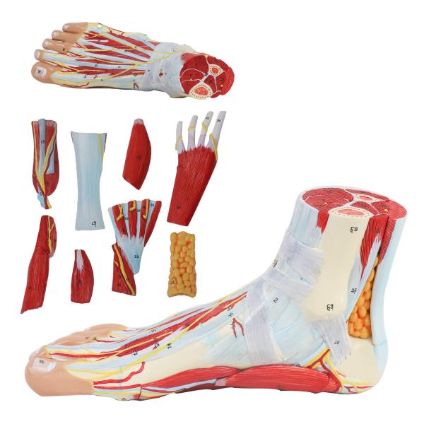 Buy cheap Life size Anotomy Didactic Research Medical School Campus Hospital Rehabilitation Treatment After Surgery Foot Ankle Model from wholesalers