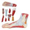 Buy cheap Life size Anotomy Didactic Research Medical School Campus Hospital Rehabilitation Treatment After Surgery Foot Ankle Model from wholesalers