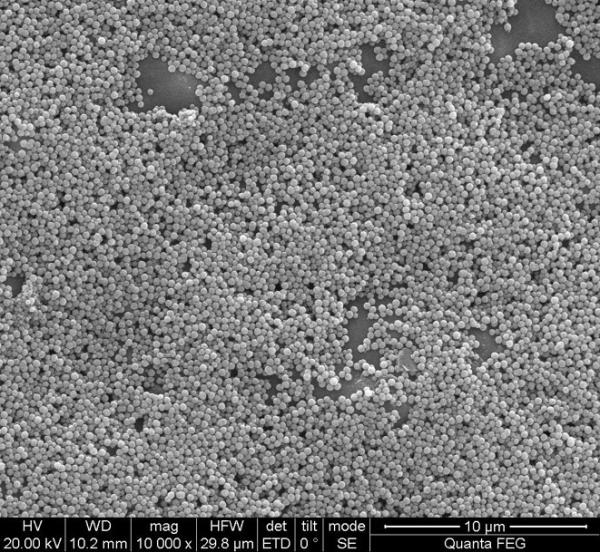 Buy cheap 100 mL Silica Magnetic Beads For DNA Extraction With Super Strong Magnetism from wholesalers