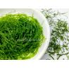 Buy cheap 200g Malachite Prolifera Seaweed Powder As Seaweed Salad Dressing from wholesalers