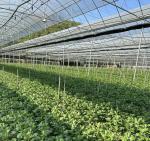 Steel Structure Large Advand Shading Greenhouse for Hydroponics Growingce Large