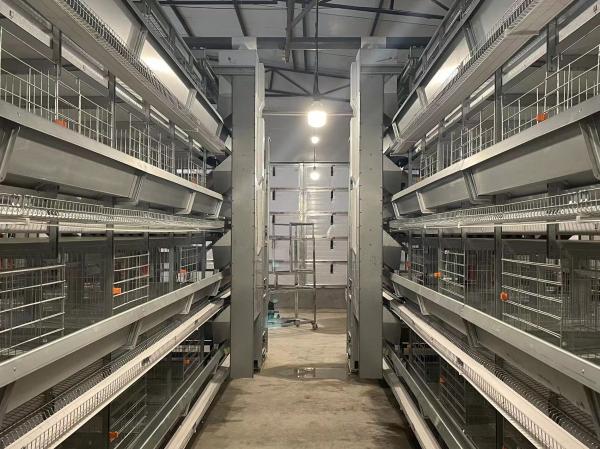 Buy cheap Modern Poultry Farm H Type Layer Cage Wire Chicken Cages 144 Birds Capacity from wholesalers