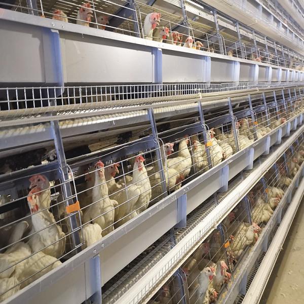 Buy cheap 108-144Birds Poultry Cage 3-4Layers Broiler Raising Equipment from wholesalers